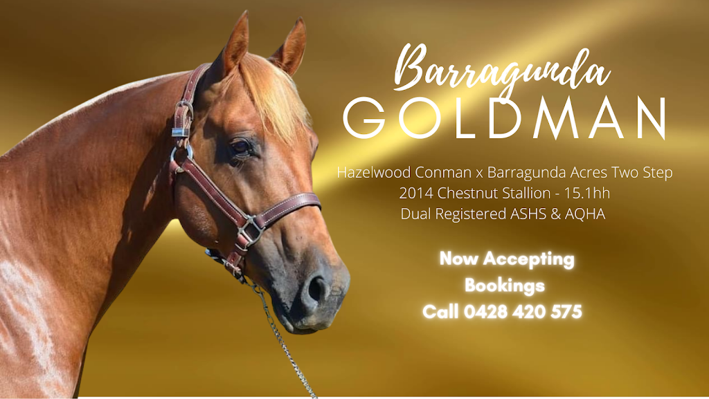 Barragunda Performance Horses | Binda 870, Stewarts Brook Rd, Woolooma NSW 2337, Australia | Phone: 0438 327 244