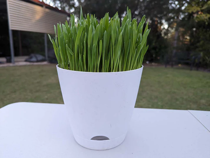 Potting Mad | 43 Fairlane St, Joyner QLD 4500, Australia | Phone: 0415 701 788