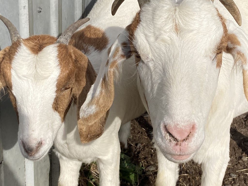 Kermandie Ridge Farm Sanctuary Inc. | 23 Knights Rd, Geeveston TAS 7116, Australia | Phone: 0429 029 012