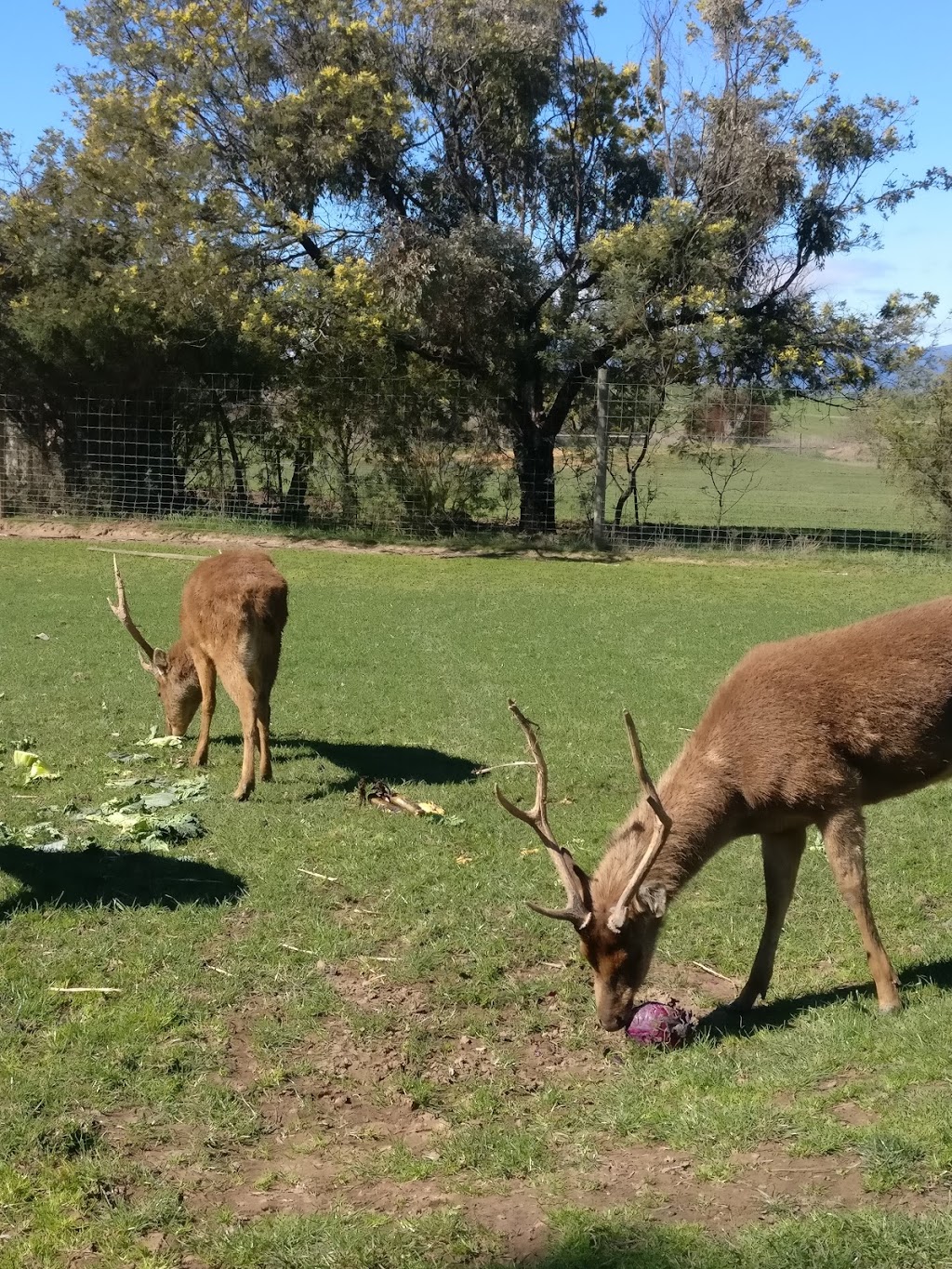 Mansfield Zoo | 1064 Mansfield-Woods Point Rd, Mansfield VIC 3722, Australia | Phone: (03) 5777 3576