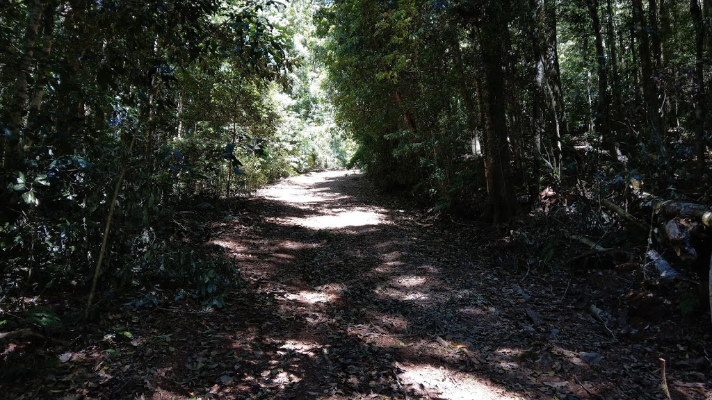 Tapin Tops National Park | Dingo Forest NSW 2429, Australia