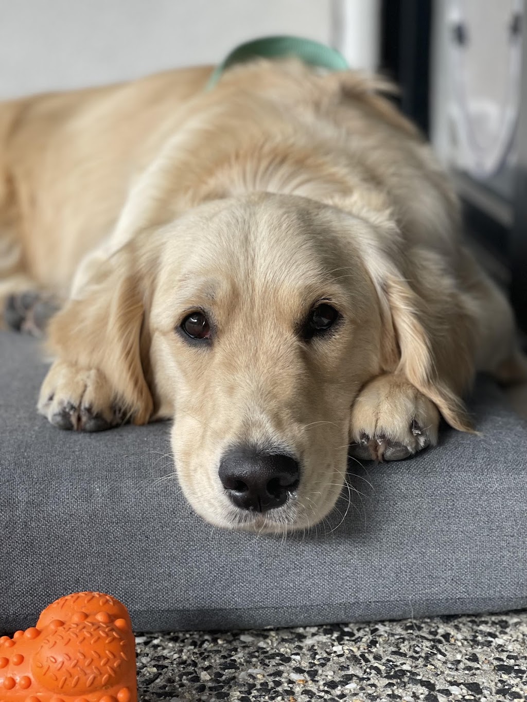 Woof N Run | 10 Ontario St, Clyde VIC 3978, Australia | Phone: 0438 318 626