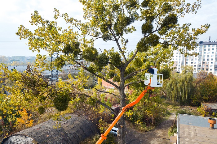 The Tree Services Moggill | 3366 Moggill Rd, Moggill QLD 4070, Australia | Phone: (07) 3608 1855