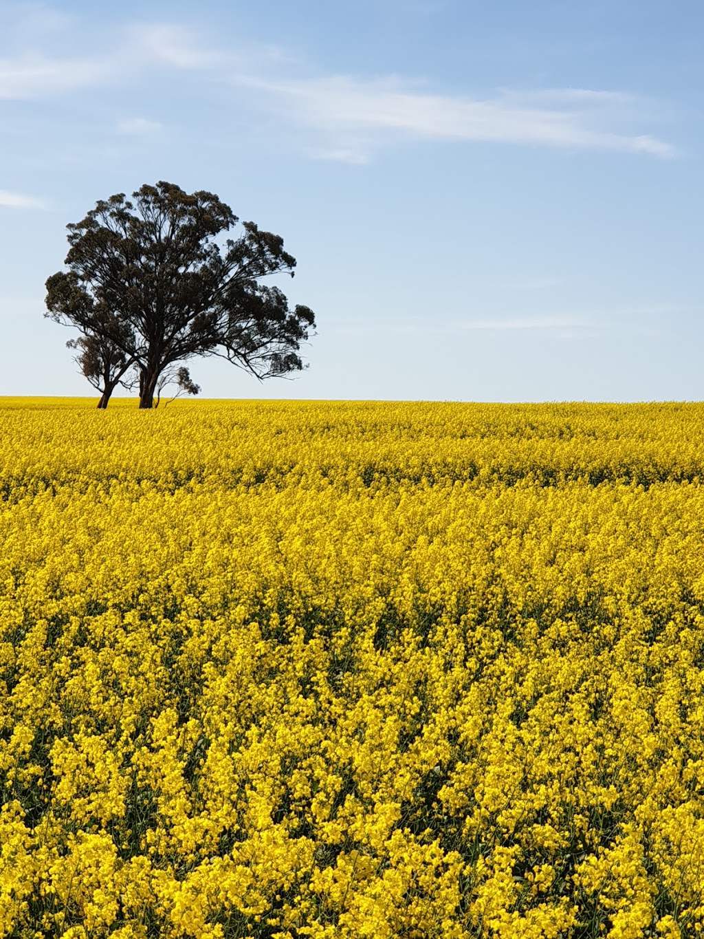 Dimboola Native Flora & Fauna Reserve | park | Ellerman St, Dimboola VIC 3414, Australia | 131963 OR +61 131963