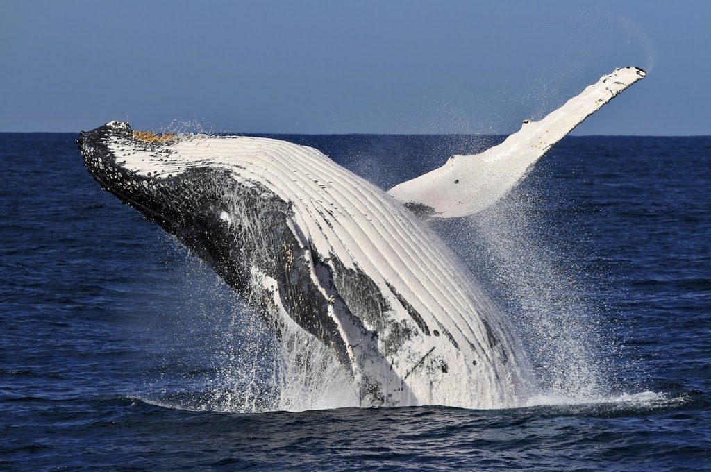 Coolangatta Whale Watch | Ivory Marina، 156 Wharf St, Tweed Heads South NSW 2486, Australia | Phone: 0403 920 922