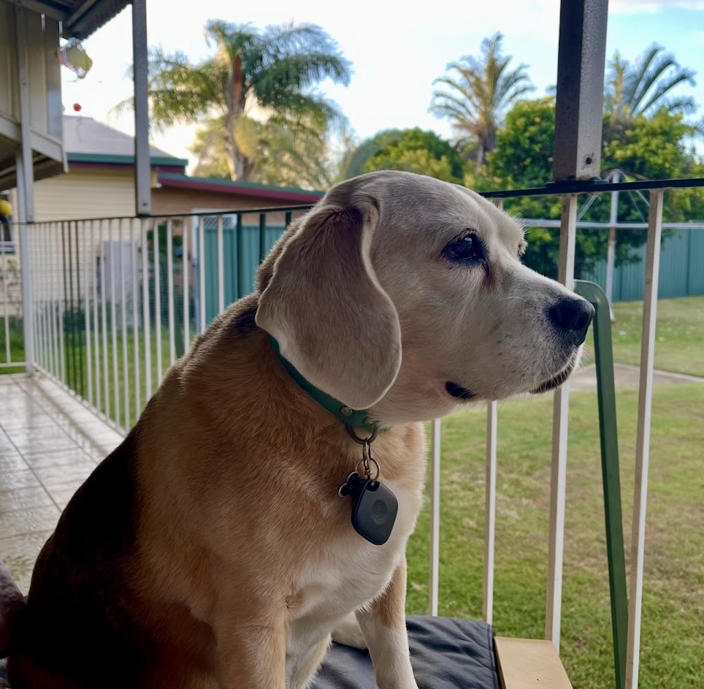 Stevie Clips | 574 Oxley Ave, Scarborough QLD 4020, Australia | Phone: 0432 360 654