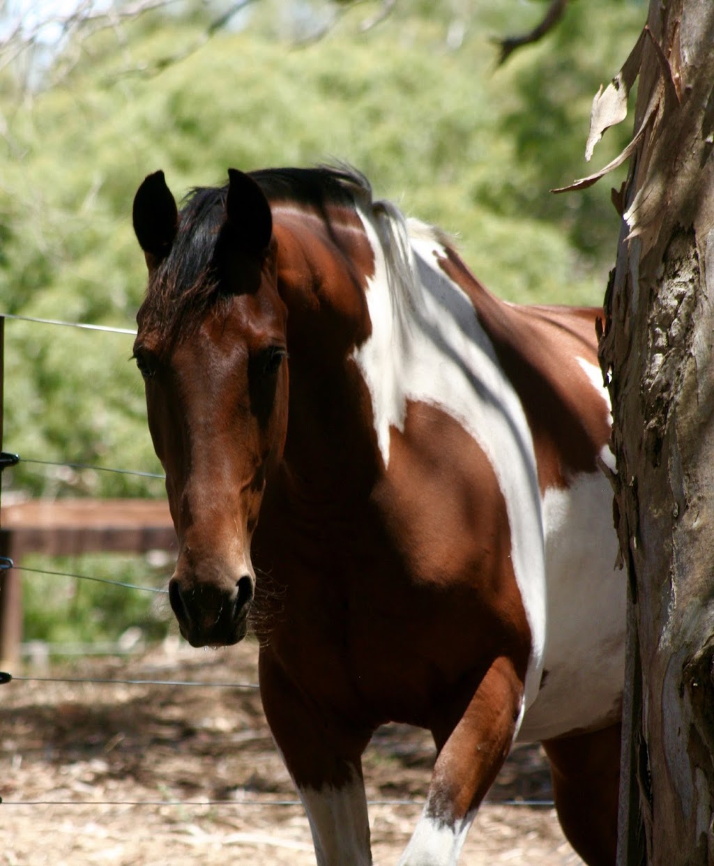 Hidden Rivers Horse Agistment & Laser Therapy | 621 Flaxley Rd, Bugle Ranges SA 5251, Australia | Phone: 0413 580 120