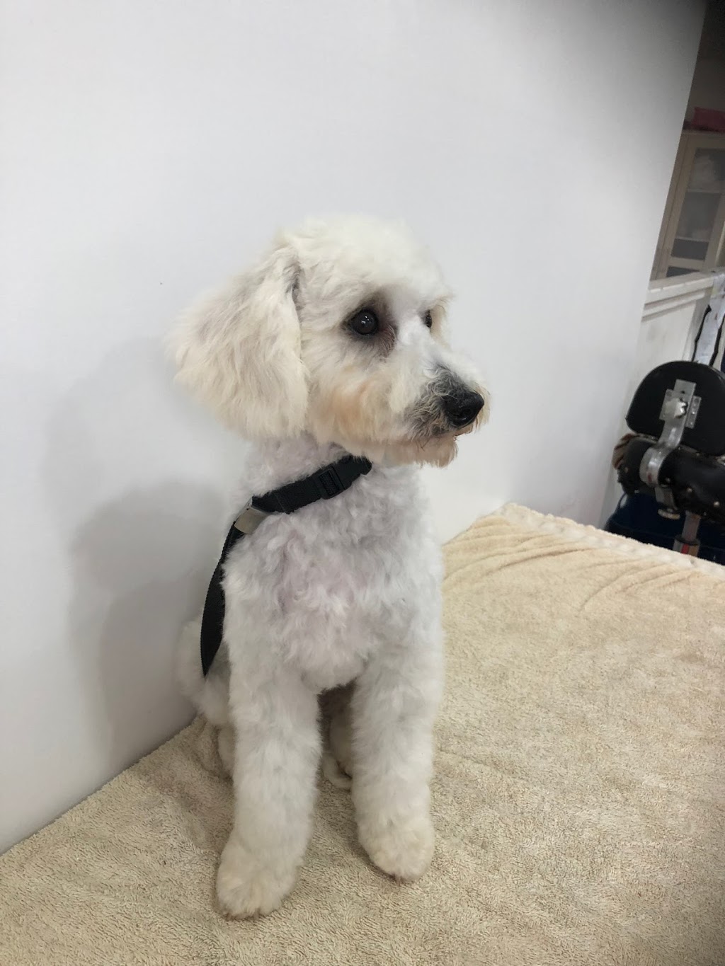 Clean and Cuddly Dog Grooming | 46 Park St, South Maitland NSW 2320, Australia | Phone: 0402 263 937