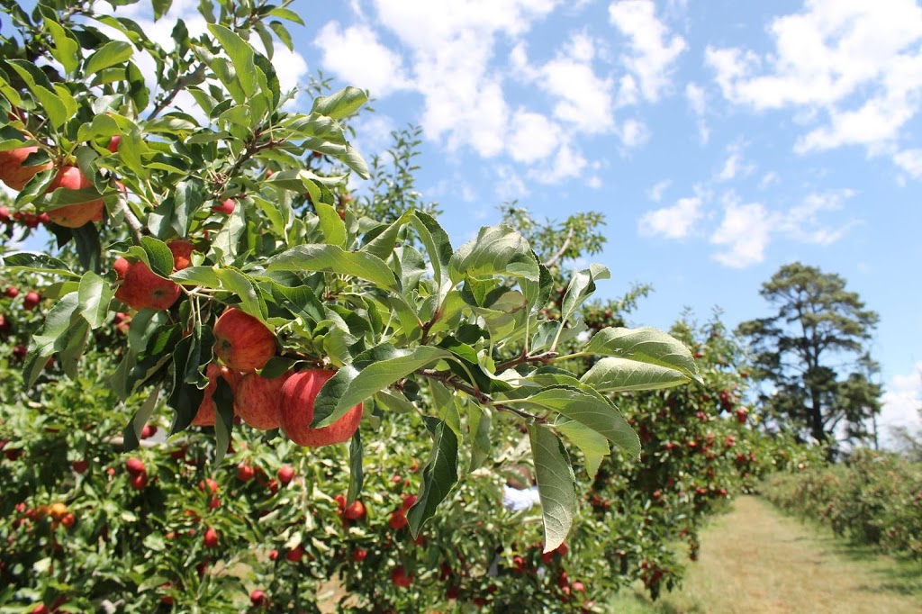 Greenhill Orchards | 670 Hawthorne Dr, Arding NSW 2358, Australia | Phone: (02) 6775 3177