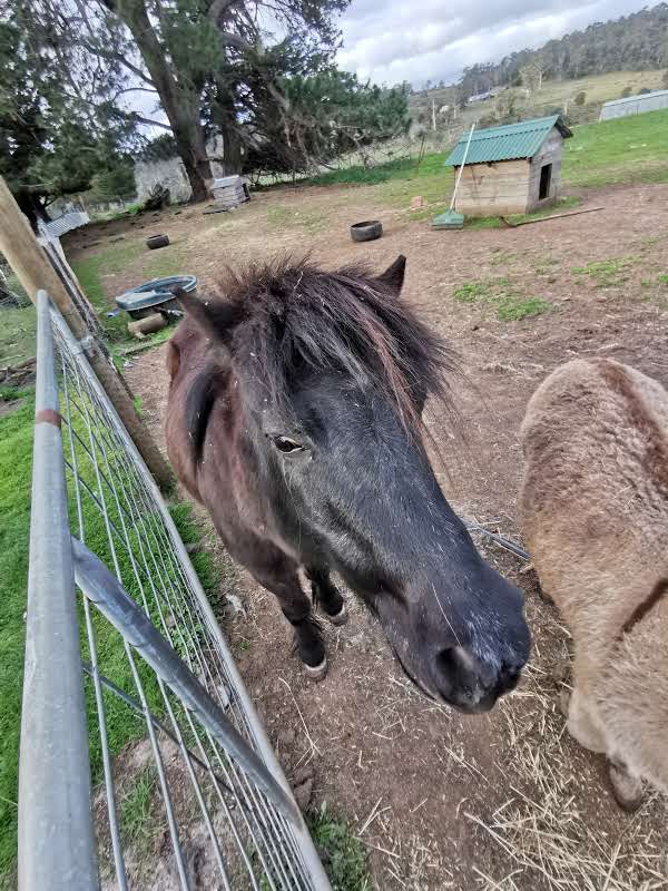 Big ears Animal Sanctuary | 31 Norwich Dr, Longford TAS 7301, Australia | Phone: 0488 094 210