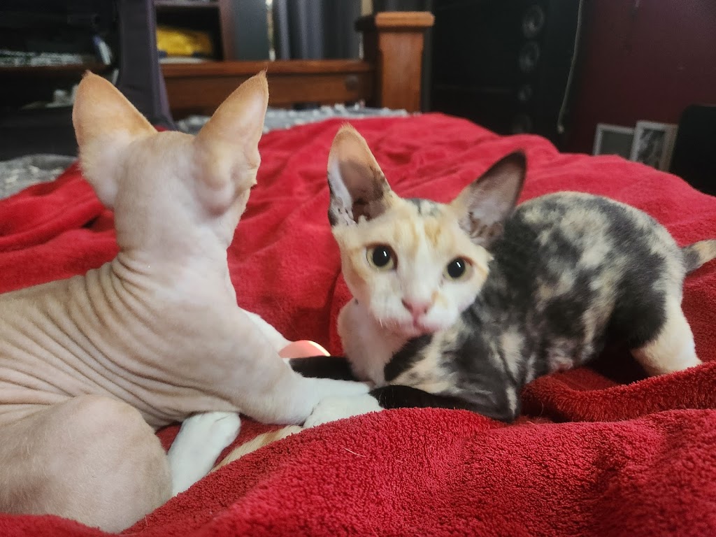 Kazzablanka Kennels and Kattery | Heritage Rd, Rubyvale QLD 4702, Australia | Phone: 0424 671 511