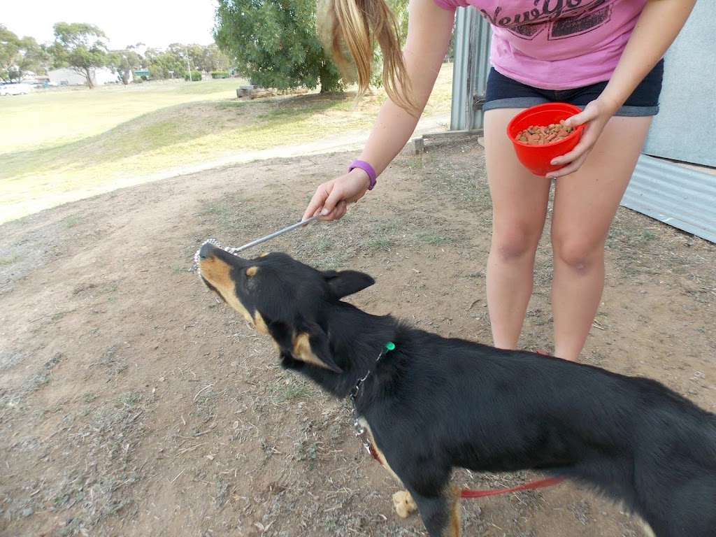 Dogtivities | 93 Australasia Dr, Creswick VIC 3363, Australia | Phone: 0407 867 413