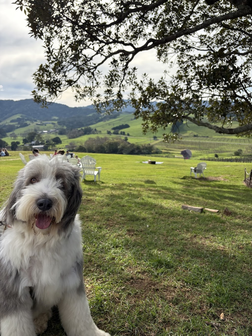 The Pamper Pup House | 680 Arina Rd, Bargo NSW 2574, Australia | Phone: 0493 308 557