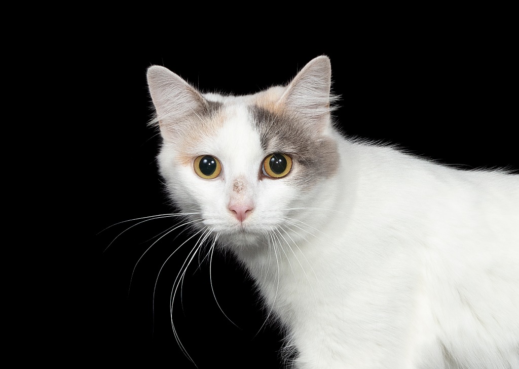 Sydney Dogs & Cats Home | 69-83 Sir Joseph Banks Dr, Kurnell NSW 2231, Australia | Phone: (02) 9587 9611
