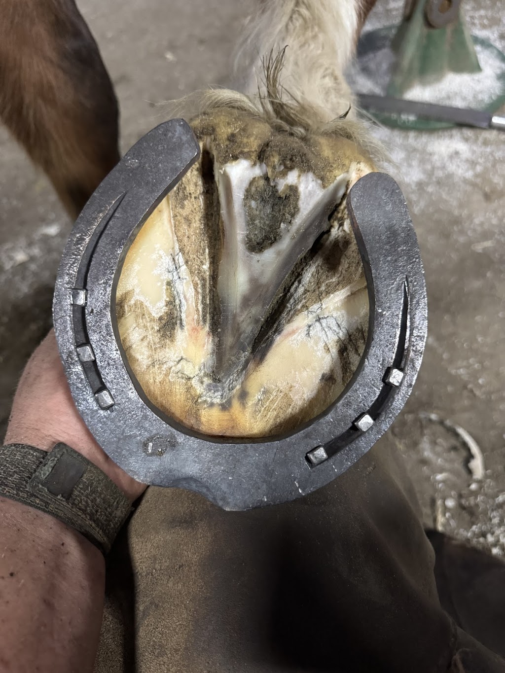 Greenfield forge farrier services | Nandoura St, Gulgong NSW 2852, Australia | Phone: 0405 117 901