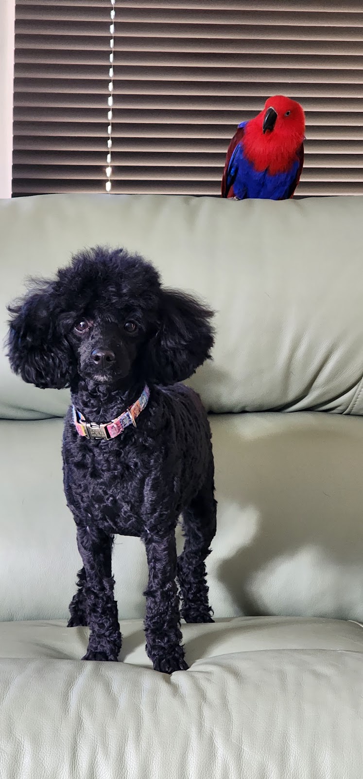 LA PETIT DOG GROOMING | 27 Lexington Ave, St Clair NSW 2759, Australia | Phone: (02) 9834 2555