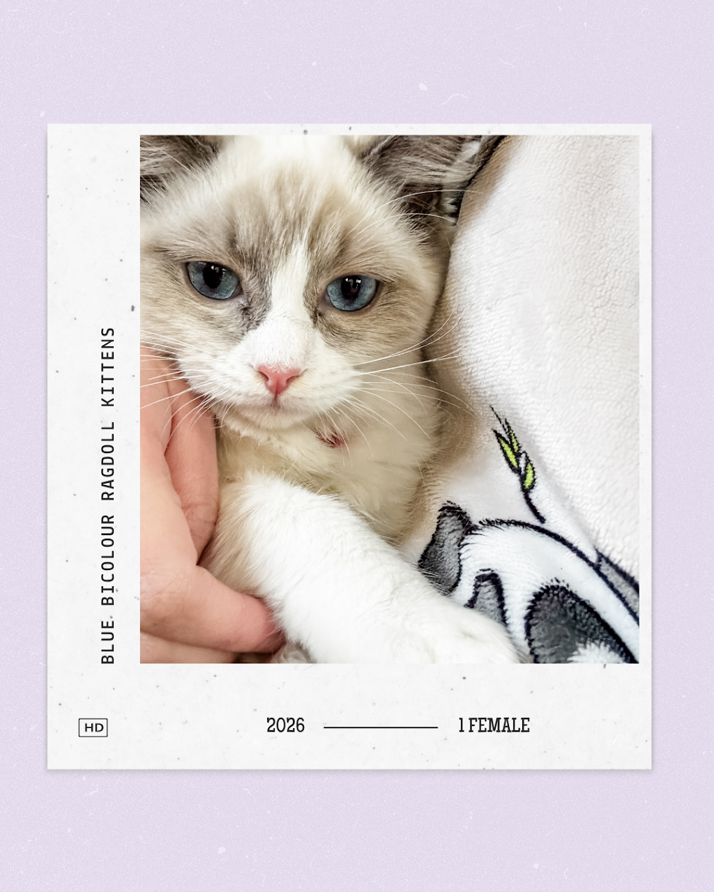 Milks Ragdolls | Milks Ragdolls, Heathcote Junction VIC 3758, Australia | Phone: 0481 973 557