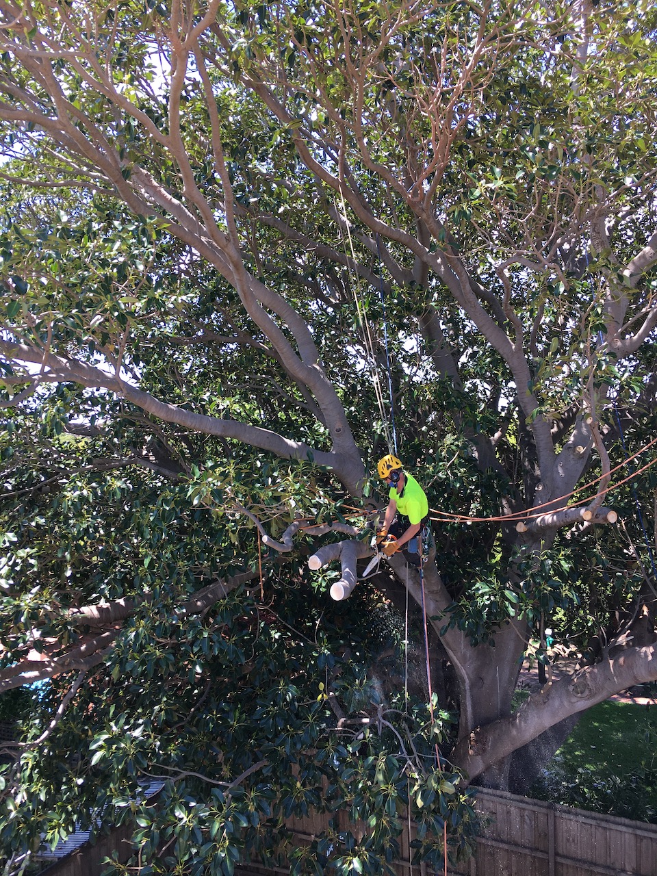 Dr Tree | Pruning | Surgery | Removal | Beach Rd, Sandringham VIC 3191, Australia | Phone: 0491 077 567