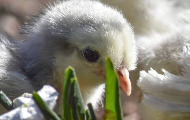 The Locke View Poultry Zoo | food | 61 Locke View, Bedfordale WA 6112, Australia | 0418898629 OR +61 418 898 629