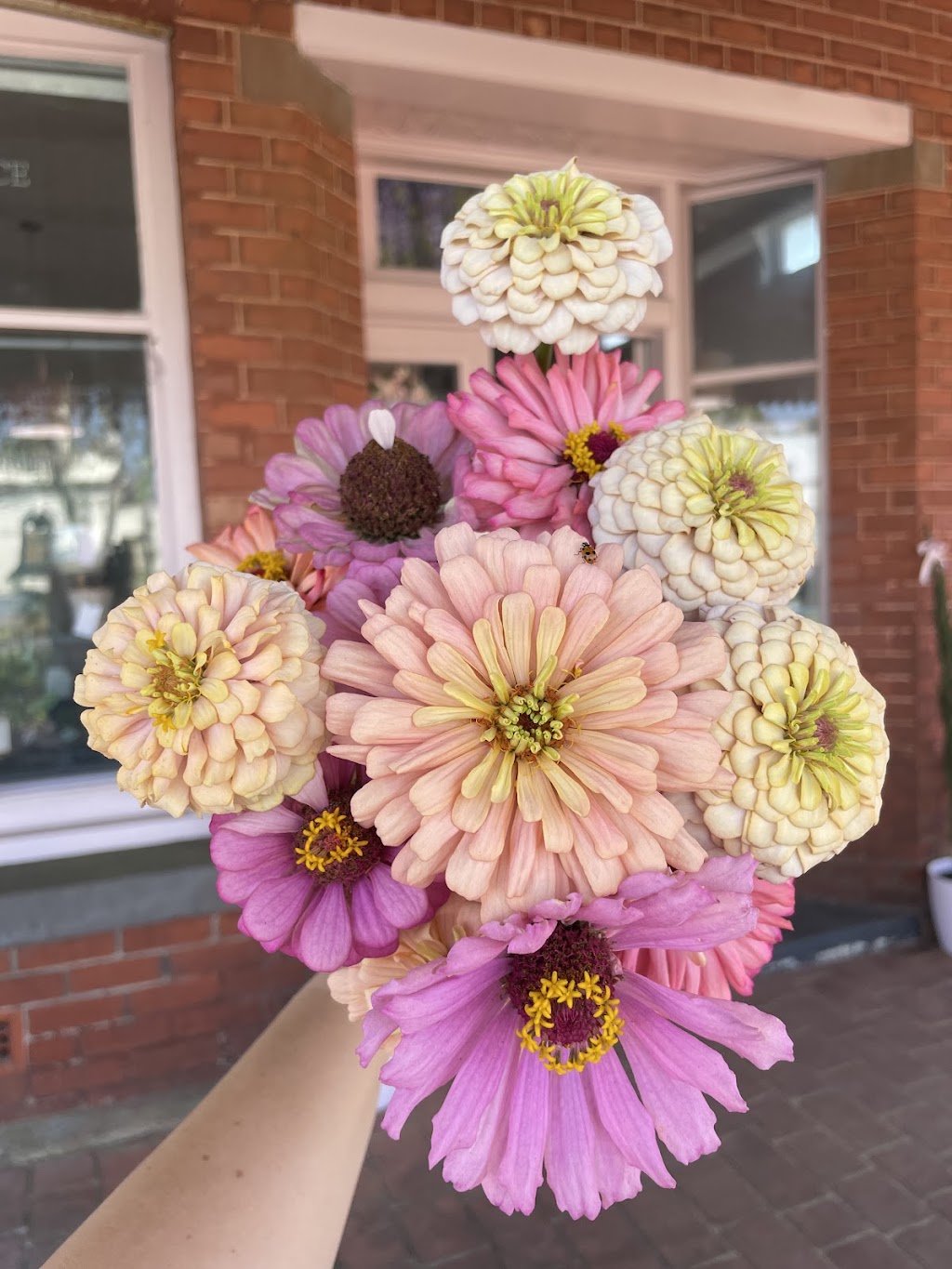 Patience Petal | 88 Bell St, Penshurst VIC 3289, Australia | Phone: (03) 5576 7279