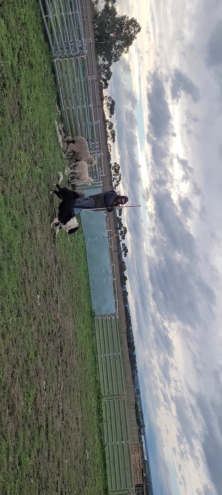 Thadelldo Working Dogs | 20 Research Rd, Lara VIC 3212, Australia | Phone: (03) 5275 2939