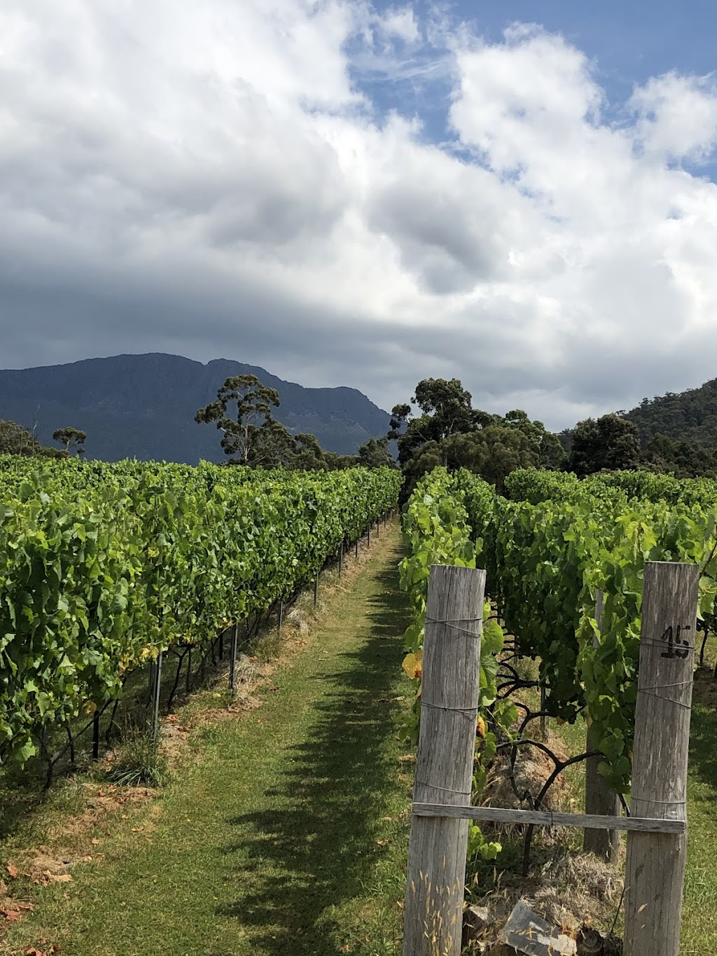 Myrtle Creek Vineyard | 176 Myrtle Creek Rd, Liffey TAS 7301, Australia | Phone: 0407 007 843