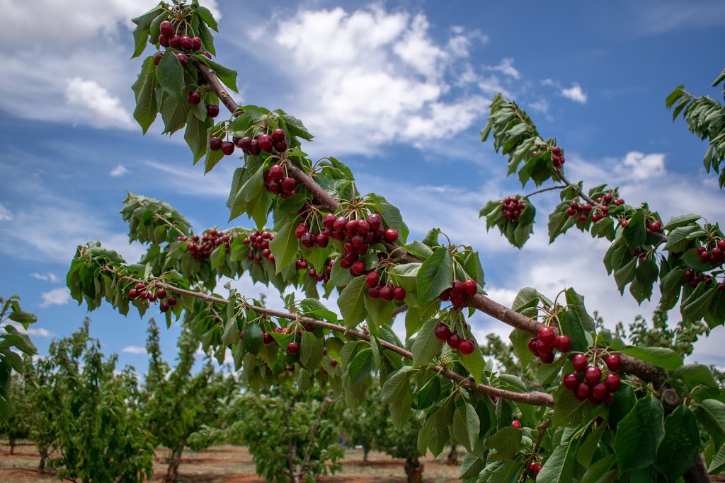 Ballinaclash Orchard and Cellar Door | 4321-4335 Olympic Hwy, Young NSW 2594, Australia | Phone: 0418 271 770