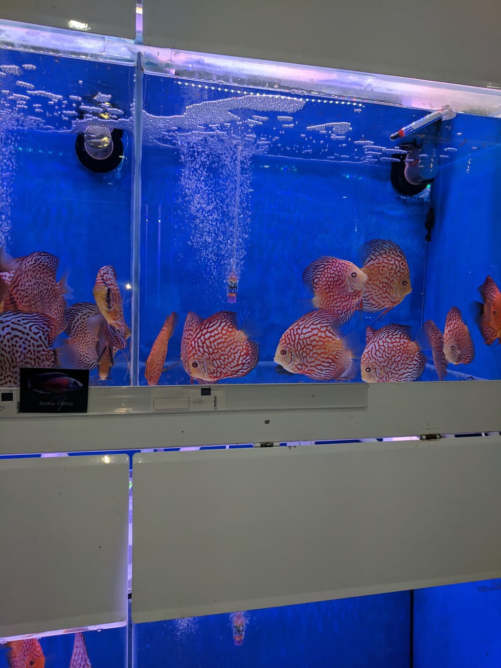 Robs Aquarium | 7/1890 Beach Rd, Malaga WA 6090, Australia | Phone: (08) 9209 1282
