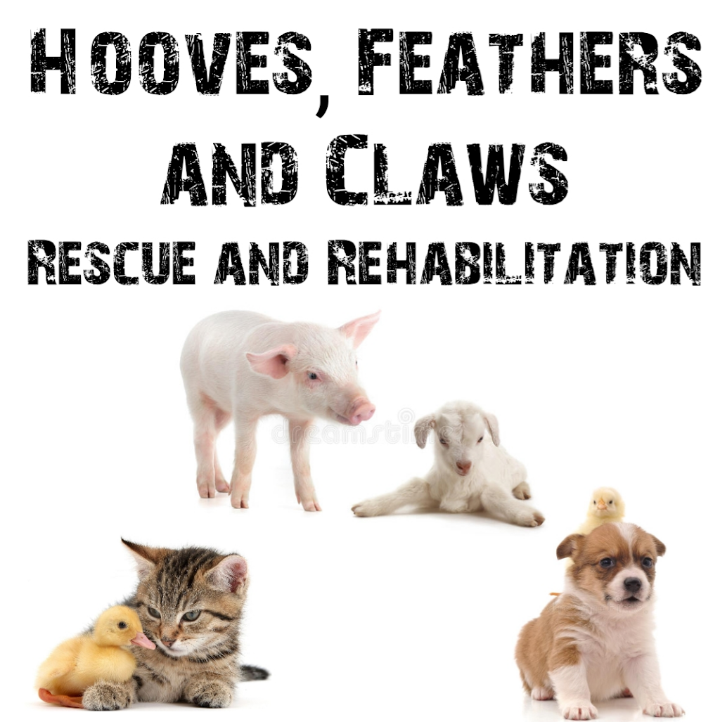 Hooves, Feathers & Claws Animal Rescue | Lorne St, Lowanna NSW 2450, Australia | Phone: 0413 027 243