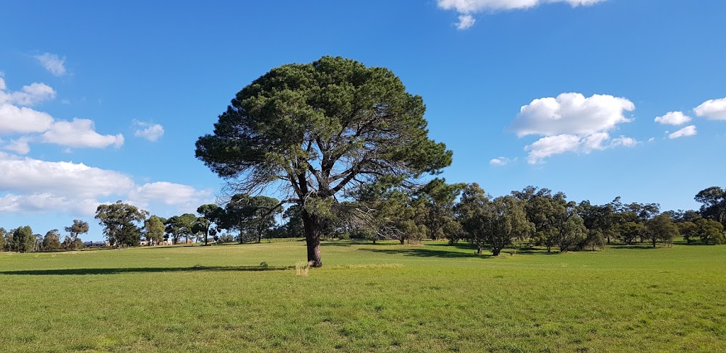 Pinars Tree | park | Joondalup WA 6027, Australia