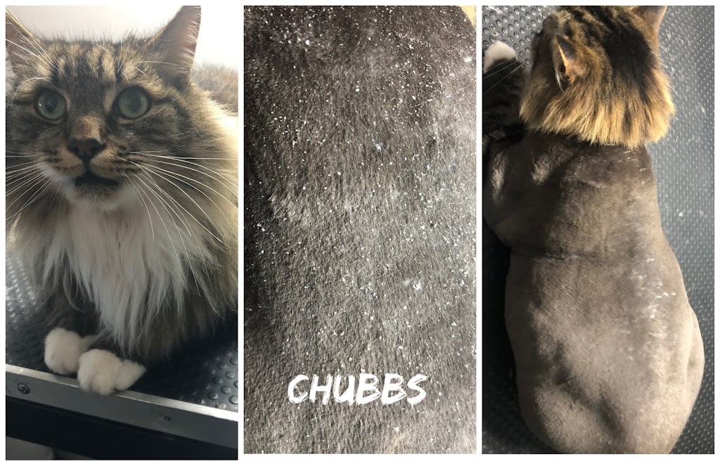 Purrfectly Pawsome Mobile Cat & Small Dog Grooming | 6 Wolfe St, River Heads QLD 4655, Australia | Phone: 0484 570 466