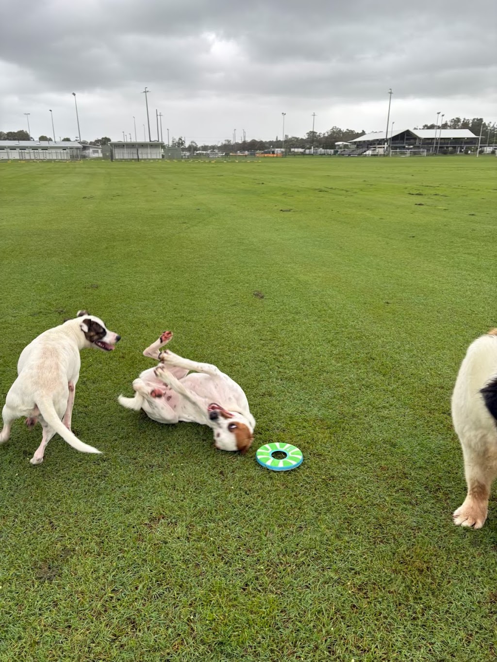 Paw-some Dog Care | Warrego Pl, Terranora NSW 2486, Australia | Phone: 0493 175 455