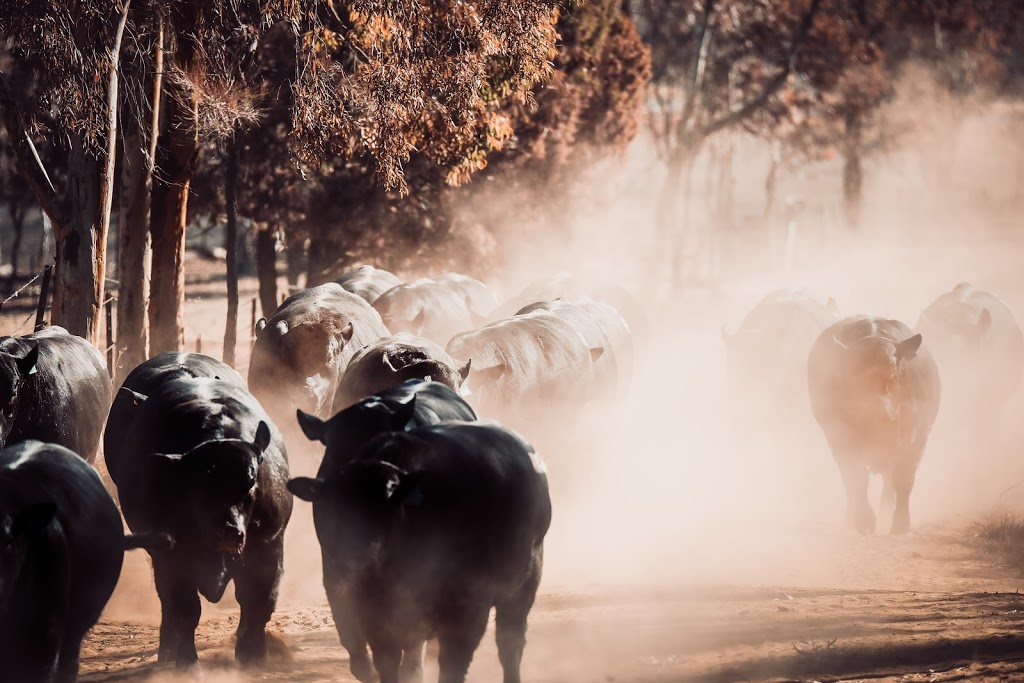 Clunie Range Angus Stud |  | 458 Coolatai Rd, Wallangra NSW 2360, Australia | 0427438318 OR +61 427 438 318