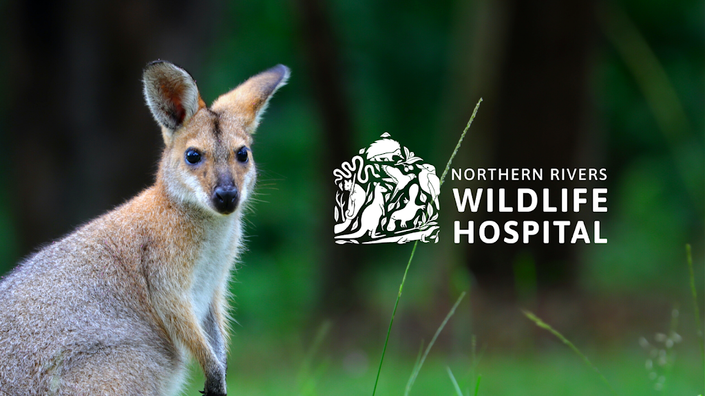 Northern Rivers Wildlife Hospital | 50 Lindendale Rd, Wollongbar NSW 2477, Australia | Phone: (02) 5657 9447
