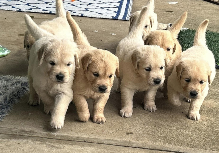 Sunryz Golden Retrievers | Quorrobolong Rd, Cessnock NSW 2325, Australia | Phone: 0404 076 810