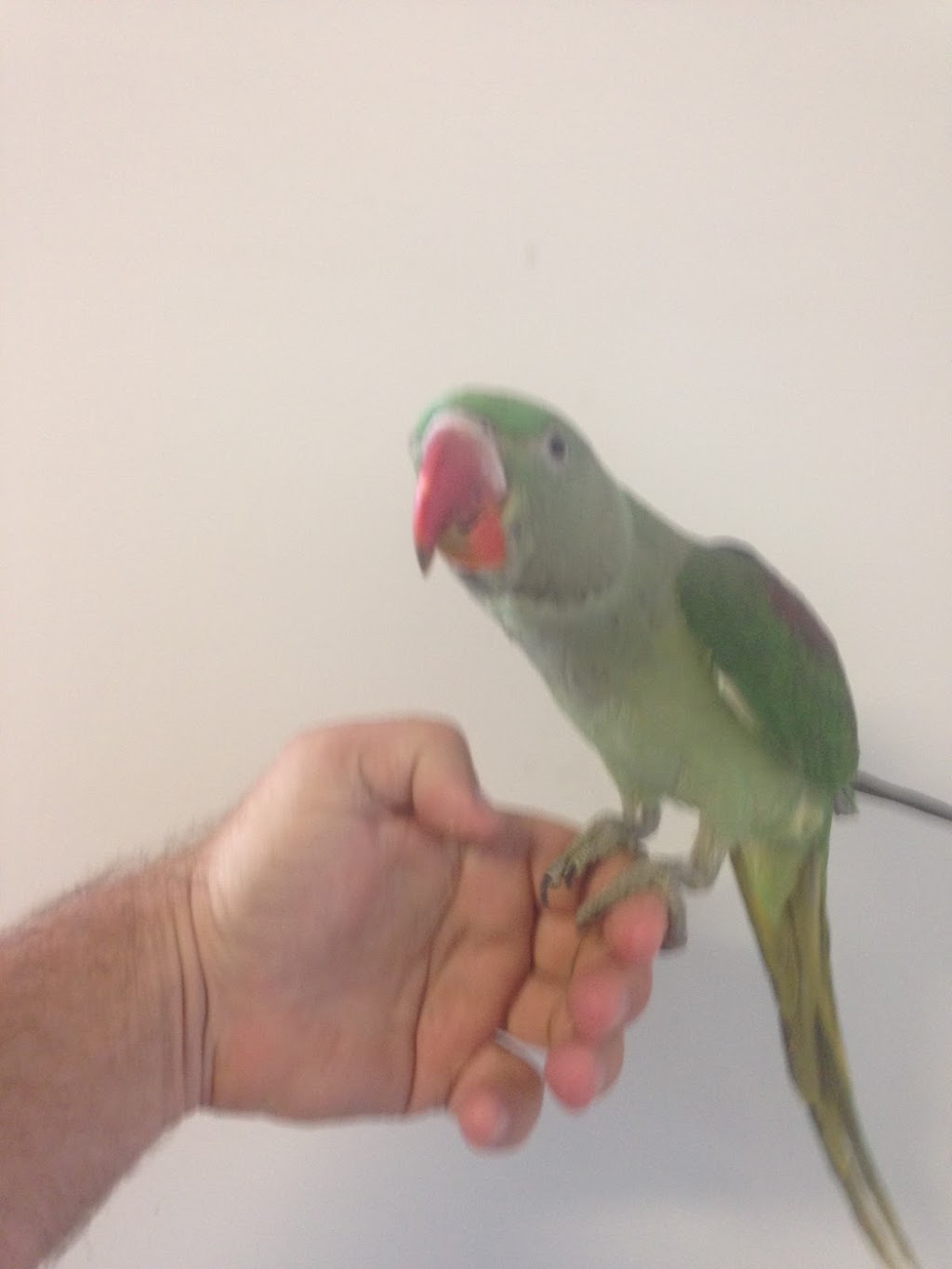 Victorian Bird Co | pet store | 2/2 Shaft Ct, Hoppers Crossing VIC 3029, Australia | 0383608887 OR +61 3 8360 8887