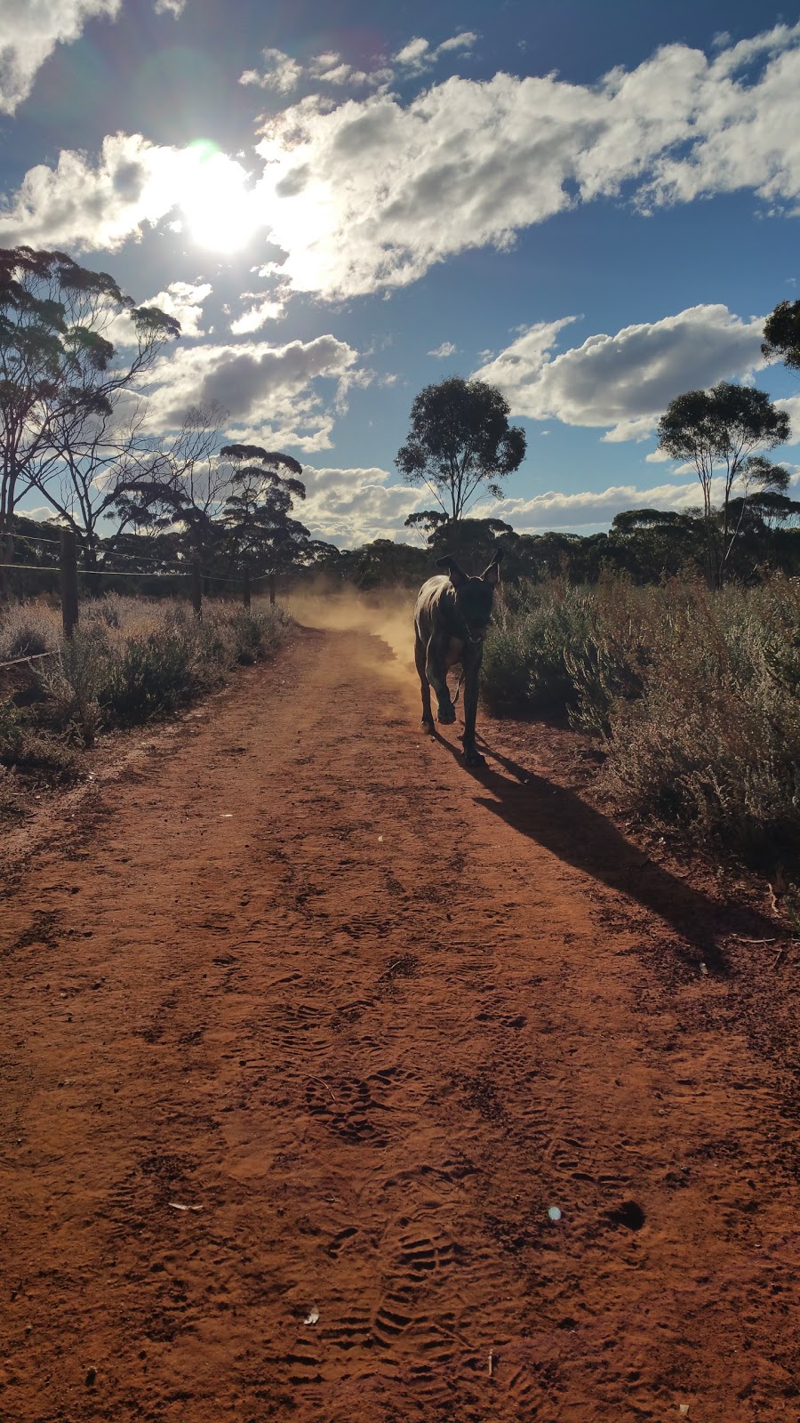 Arboretum - Dog Exercise Area | park | 15 Littlewood Pl, West Lamington WA 6430, Australia