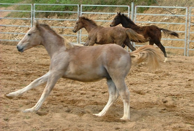 mary valley equine training centre |  | Belli Park QLD 4562, Australia | 0409320284 OR +61 409 320 284