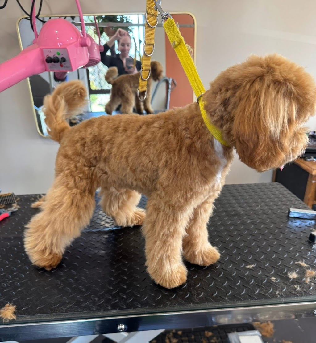Guapo Puppo Dog Grooming | 58 Willcox Ave, Singleton Heights NSW 2330, Australia | Phone: 0434 632 455