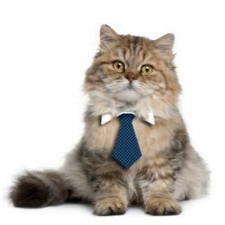 Corporate Cats Cattery | 41 Hume St, Huntingdale VIC 3166, Australia | Phone: (03) 9543 9911