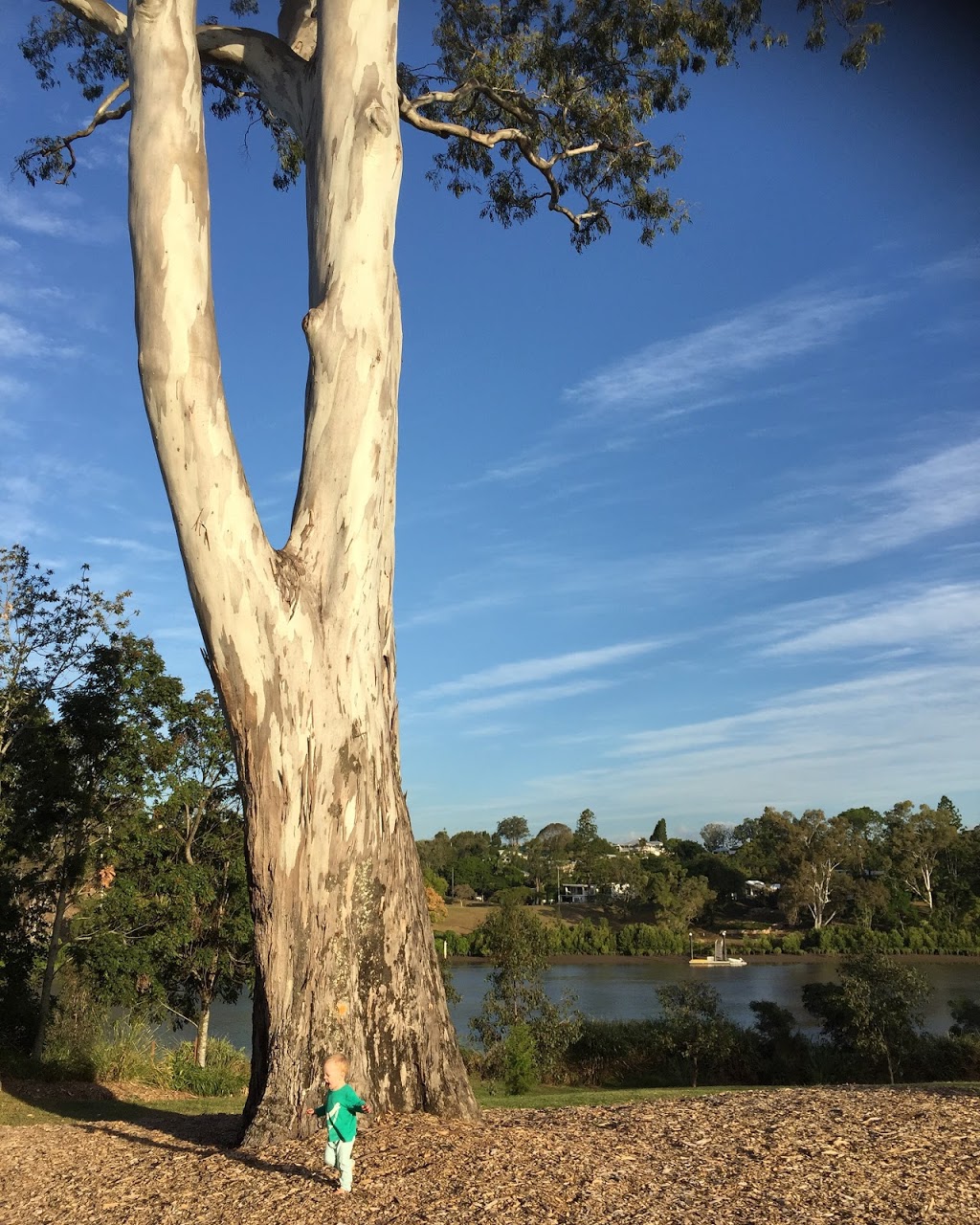 The Perfect Tree | park | Fig Tree Pocket QLD 4069, Australia
