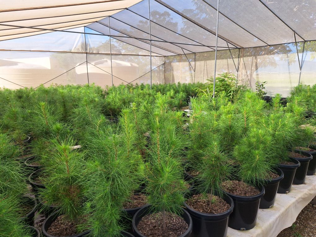 Brisbane Valley Christmas Tree Farm | Hamiltons Ln, Mount Beppo QLD 4313, Australia | Phone: 0409 671 136