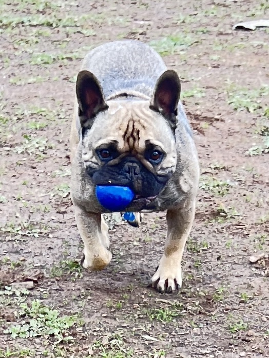 Bendigo Palms Pet Resort | 689 Bendigo-Pyramid Rd, Woodvale VIC 3556, Australia | Phone: 0439 415 495