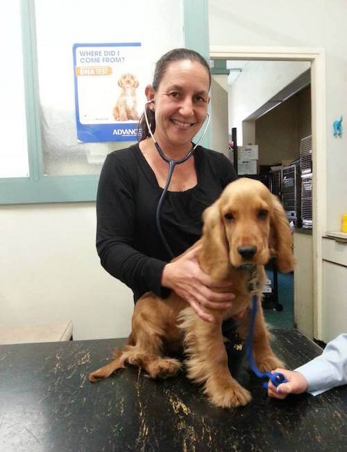 Hurlstone Park Veterinary Hospital | veterinary care | 739 New Canterbury Rd, Dulwich Hill NSW 2203, Australia | 0295584181 OR +61 2 9558 4181