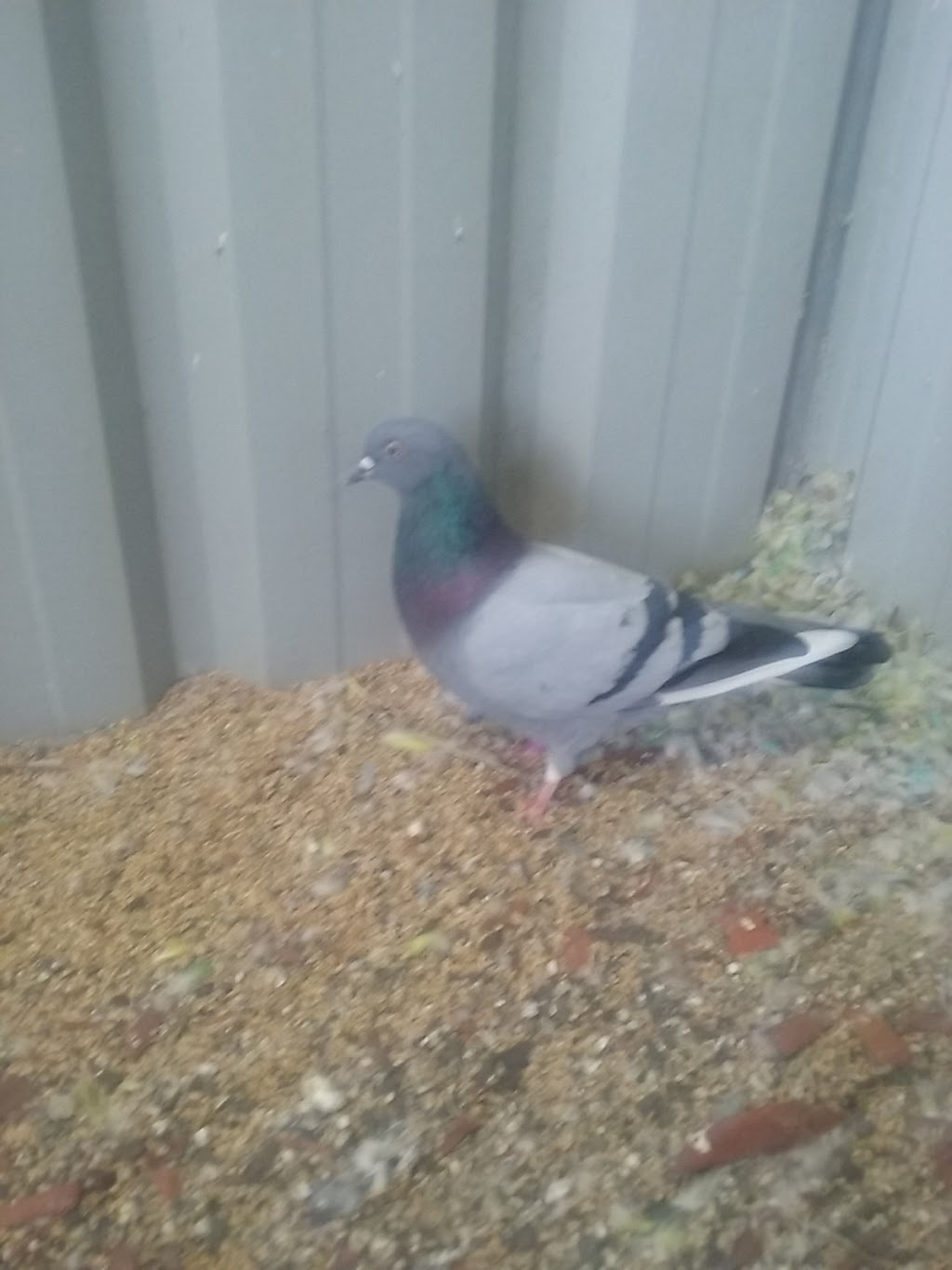 Western Sydney Race Pigeons |  | 31 Meadows Rd, Cabramatta West NSW 2166, Australia | 0421662094 OR +61 421 662 094