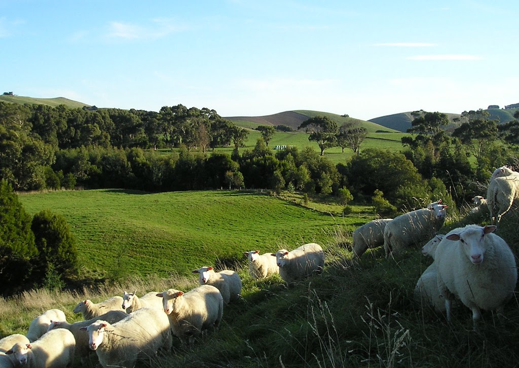 Moyarra Pastoral Company | 275 Andersons Inlet Rd, Moyarra VIC 3951, Australia | Phone: 0447 334 455