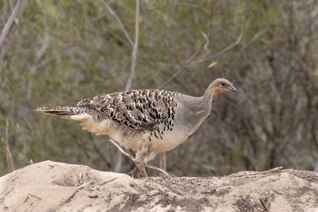 Explore the Mallee |  | Bathgate Ln, Patchewollock VIC 3491, Australia | 0491758849 OR +61 491 758 849