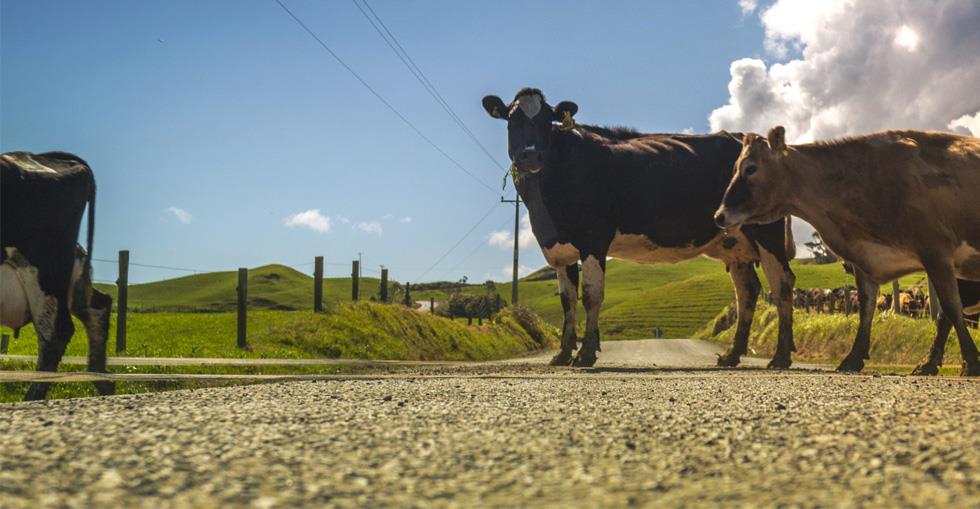 Mount Cygnet Dairy | 7368 Channel Hwy, Cygnet TAS 7112, Australia | Phone: (03) 6295 1616