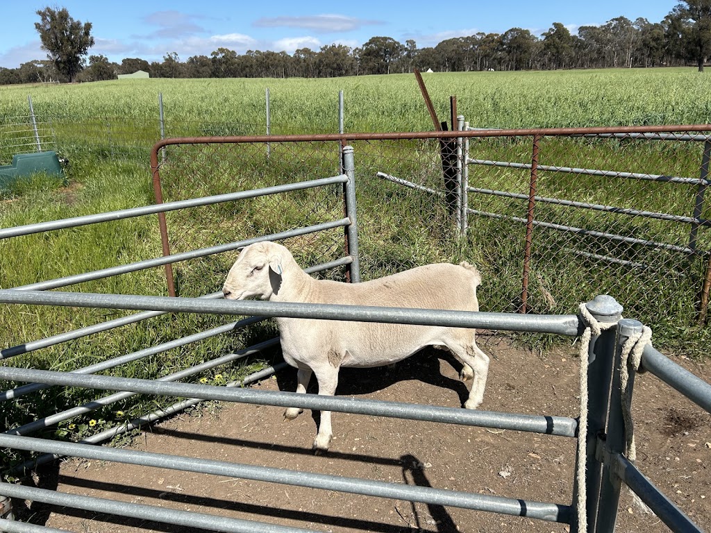Jackmar Ultra white and Australian white sheep stud | 206 Old Avoca Rd, Maryborough VIC 3465, Australia | Phone: 0429 335 649