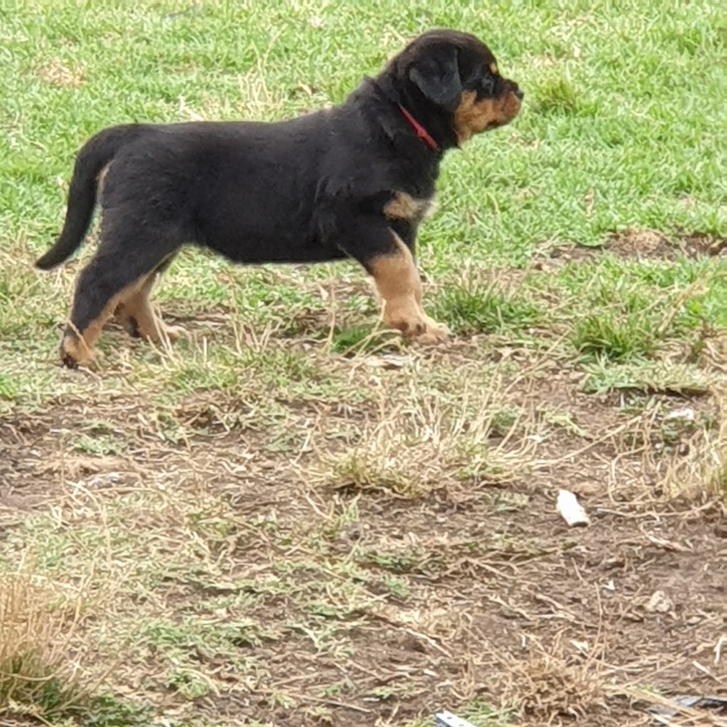 BEAUPARK ROTTWEILERS | Glencoe Rd, Glencoe SA 5291, Australia | Phone: 0422 175 990